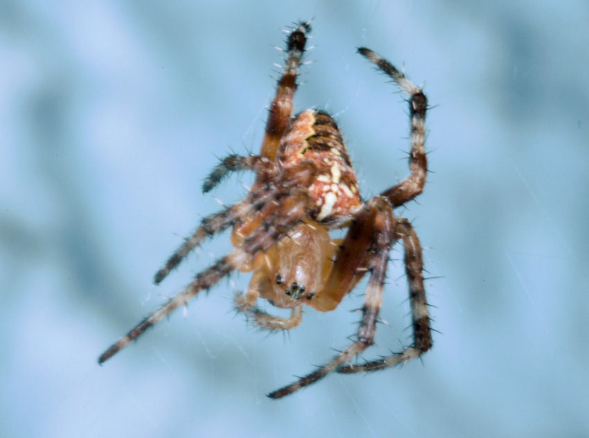 Un ragno proletario Araneus diadematus